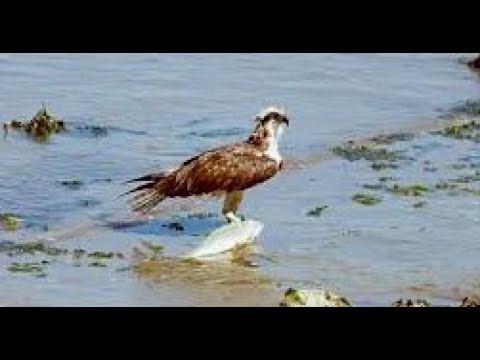 A young Osprey learns a tough lesson