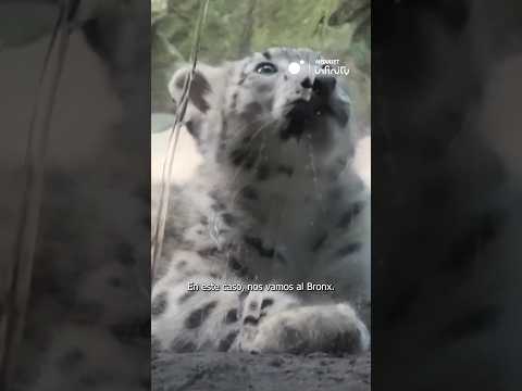El leopardo de las nieves que han enternecido a Carmen e Iker: “Qué cosa más bonita”