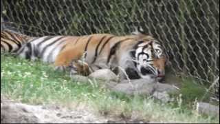 preview picture of video 'Point Defiance Zoo'