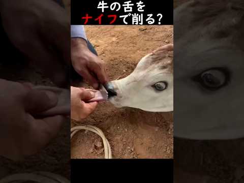 牛の舌をナイフで削る?