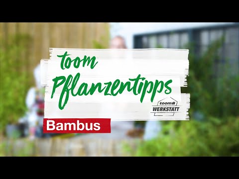 toom Pflanzentipps: Bambus | toom Baumarkt