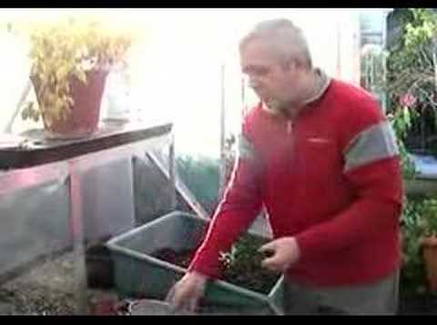 Grow shrubs from seed