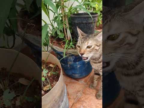 Cat eating Grass #catlover #love #cute #cat #greycats #tiger