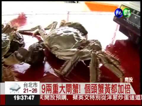 巨無霸大閘蟹! 鮮猛肥美九兩重