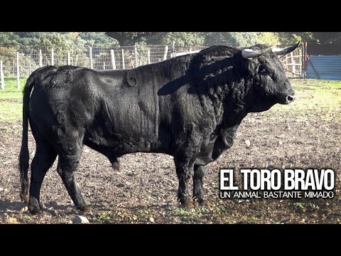 El Toro Bravo es un animal mimado según el ganadero de Toros de Lidia Manuel Gimeno.