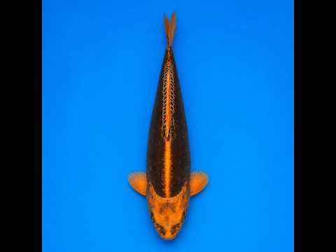 Video pregled koi ribe