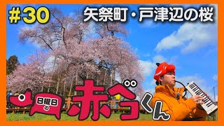 矢祭町・戸津辺の桜「日曜日の赤ベコくん」#30