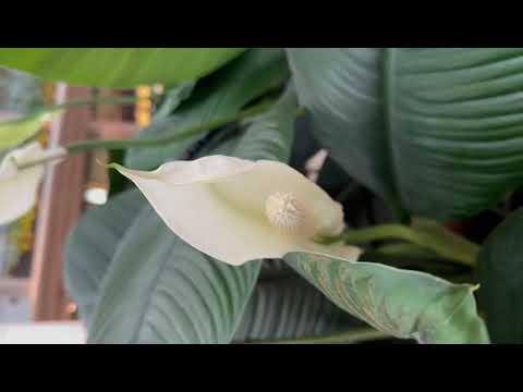 Graceful Blooms: Peace Lily Flowers in Harmony with Lush Greenery #new #likes