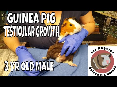 YouTube video about: When do male guinea pigs balls drop?