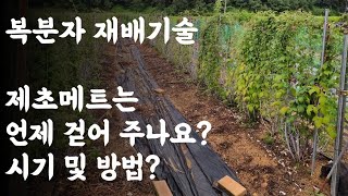 복분자 재배기술 / 제초메트는 언제 걷어 주나요? / 시기 및 방법