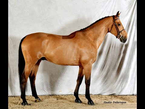 Diam's de Mazure (Diamant de Semily x Grenat de Grez)  8 years old gelding