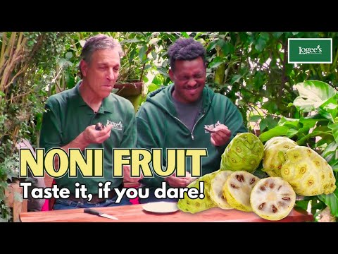 Noni Fruit - Taste It If You Dare!