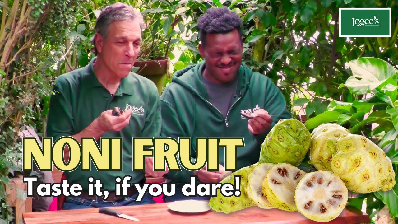 Noni Fruit - Taste It If You Dare!