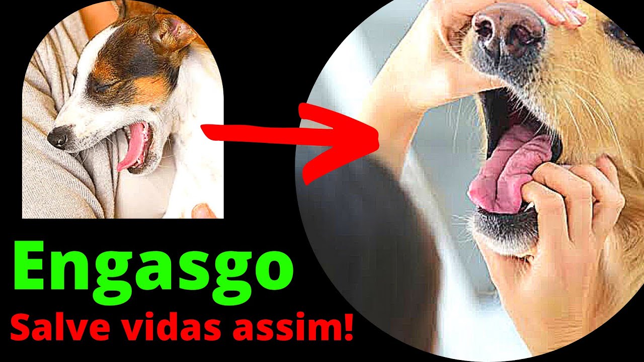 Watch Now CACHORRO ENGASGADO O QUE FAZER - Tosse em Cães Perigo na Certa CACHORRO ENGASGADO O QUE FAZER - Tosse em Cães Perigo na Certa