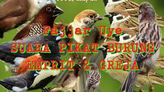 Download lagu SUARA PIKAT burung greja dan emprit mp3