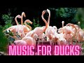 Music For Ducks