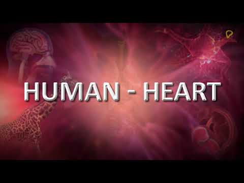 Practically's Concepts - External Structure Of The Heart - #LearnPractically