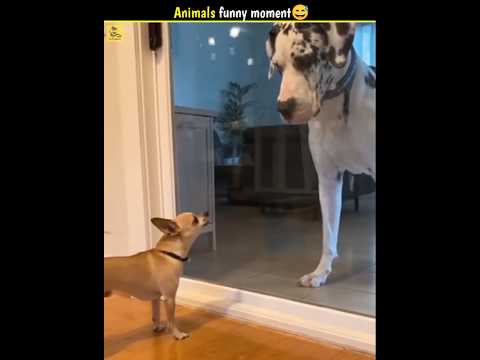 Animal's funny moment