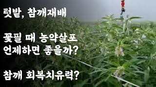 텃밭, 참깨재배 / 꽃필 때 농약살포 언제하면 좋을까? / 참깨 회복치유력?