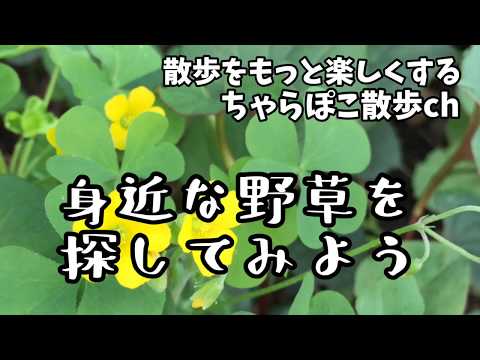 司教の雑草 植物