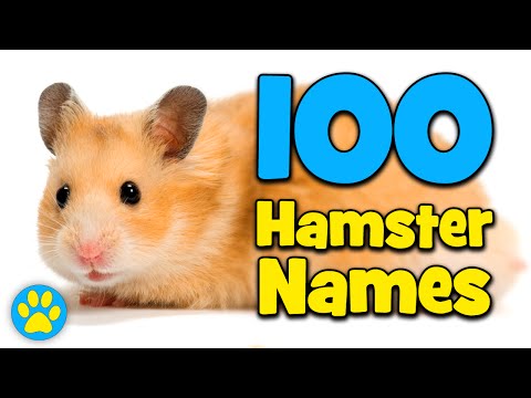 download lagu mp3 mp4 Cute Girl Hamster Names, download mp3 Cute Girl Hamster Names free download, download mp3 Cute Girl Hamster Names