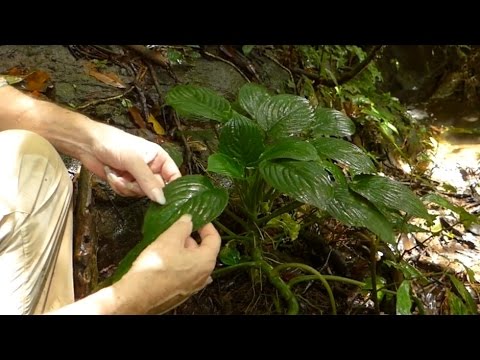 Patrick Blanc Keynote Trailer for the Virtual Summit 2017