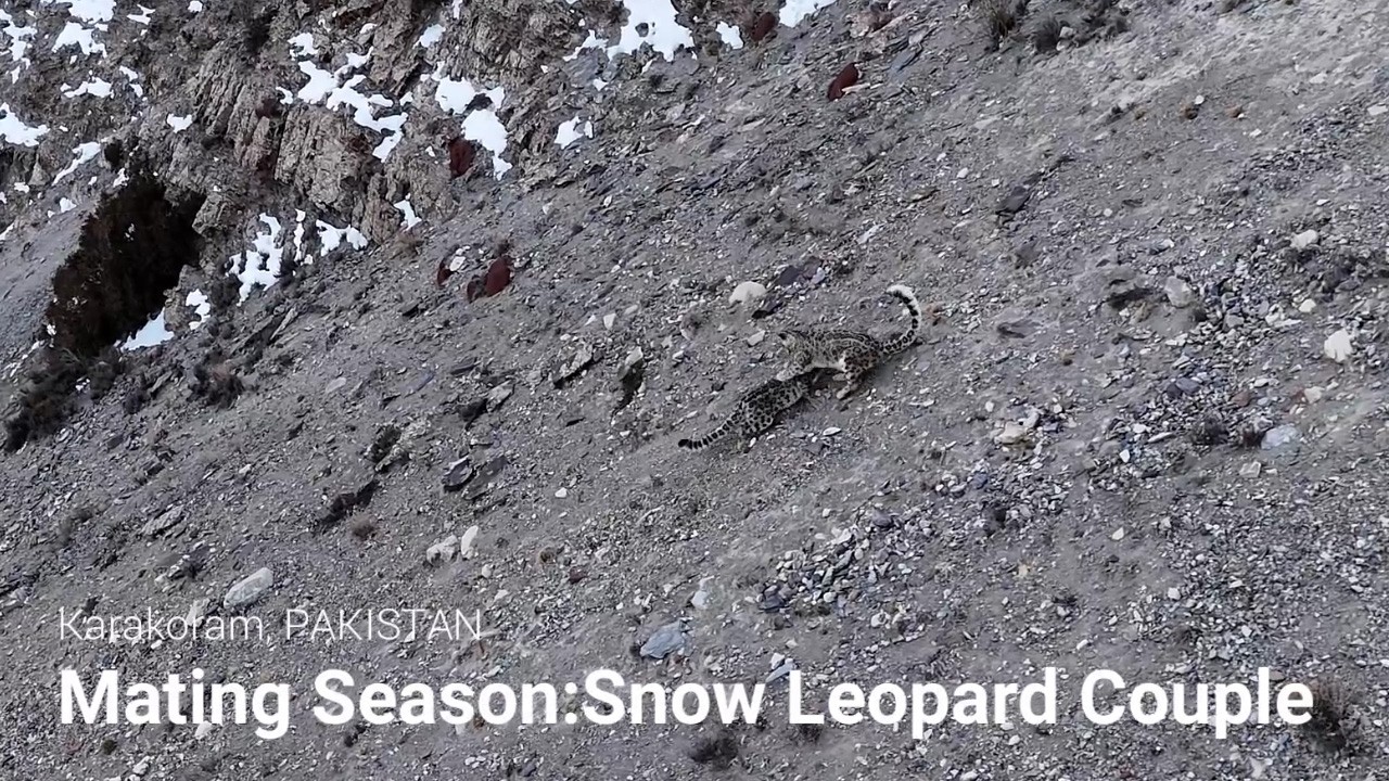 Mating Season Snow Leopard Couple / ユキヒョウのペア、短い繁殖期を迎えて