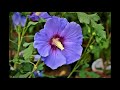 Chris Potter & Kenny Werner - Hibiscus Guimauve