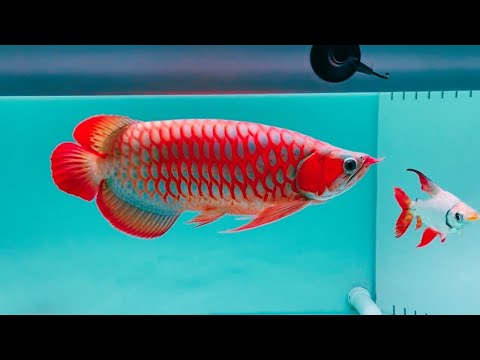 Top 10 Most Beautiful Super Red Arowana in Asia | Best Arowana Champion