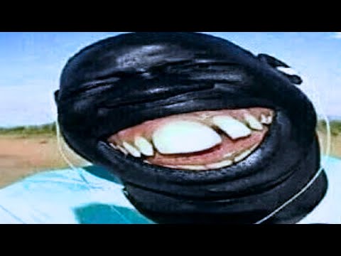 Funny Videos Try Not to Laugh 😏96,69% You WIN😂Best Fails Of The Week