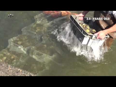 Documentary Oyster production - Oesterij Yerseke Netherlands