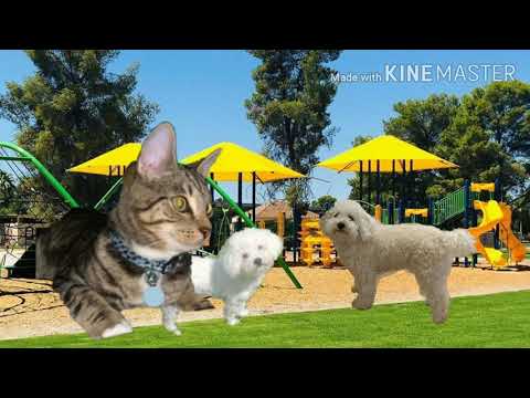 Dogio and Dogiette - A Very Serious Dog Love Story