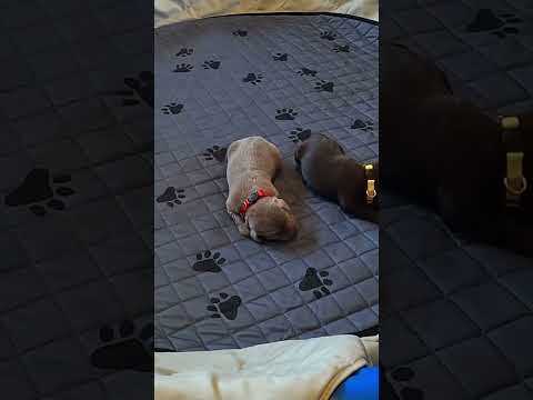 Adorable Lab Puppies get their first Collars! 🐶❤️#labrador #puppy #shorts