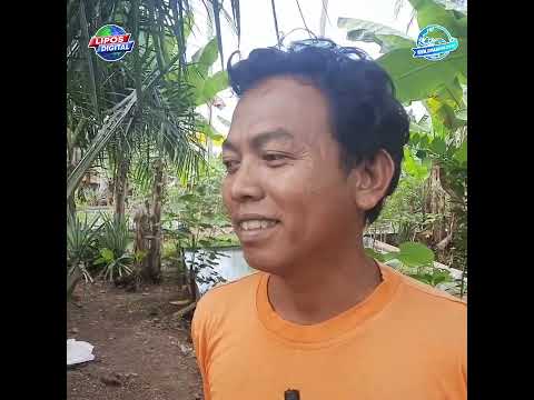 Pembibitan Ikan Gurame Merah dan Hitam, Banyak yang Berhasil