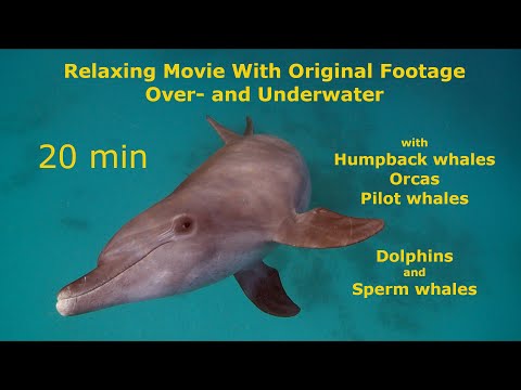 RELAXING 20 Minutes For Sleepy Time With Whales • 20 Minute Bedtime Music With Whales • Music Astron