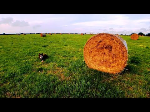 The fields, Solva - Wales