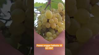 Panen anggur heliodor di 65 HSP