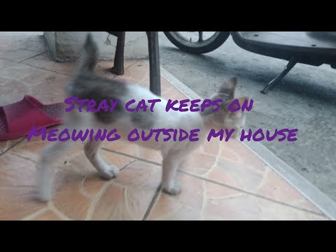 Stray cat keeps on meowing outside my house🐱🐱🐈