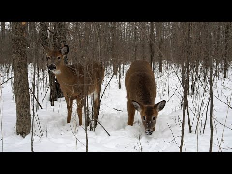 10 Hours - Forest deer with squirrels and birds - February 4, 2022