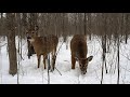 10 Hours Forest Deer With Squirrels And Birds February 4 2022