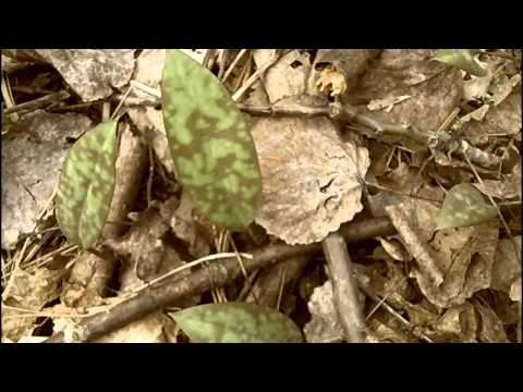 download lagu mp3 mp4 Erythronium Albidum, download lagu Erythronium Albidum gratis, unduh video klip Erythronium Albidum