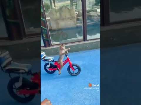 macaco-prego andando de bicicleta #comedia #engraçado #animals