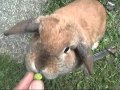 DANGER BENNY
