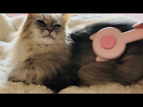 ASMR cat brushing 🐱