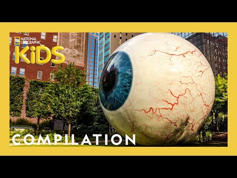 Wackiest Places Around the World 🌎 | 10 Minutes | Nat Geo Kids Compilation | @natgeokids
