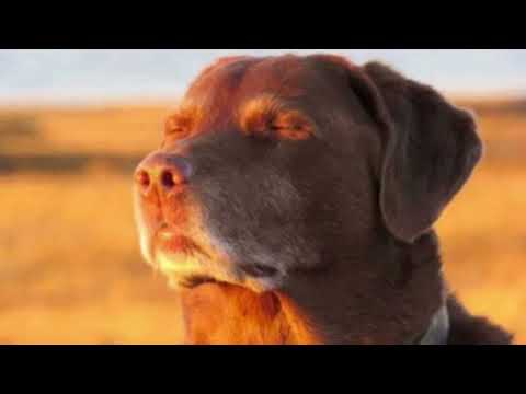 Trap Royalty (extended) for your peak needs