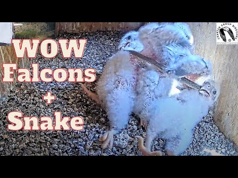 Epic Falcon Battle for Snake: Tiny Kestrel Nestlings Tug-a-war Over Snake Meal.