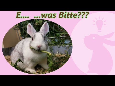 , title : 'E. C. bei Kaninchen - wie kann ich die Krankheit erkennen und wie kann ich mein Kaninchen stärken'
