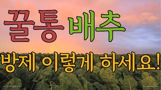 김장배추 결구 시기에 잎끝이 타는 팁번증상 = 칼슘결핍증상(꿀통배추)이 나타난다면 해줘야 하는 방제방법!!