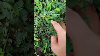 Download lagu Mimosa Plants Have High Selling Prices mp3